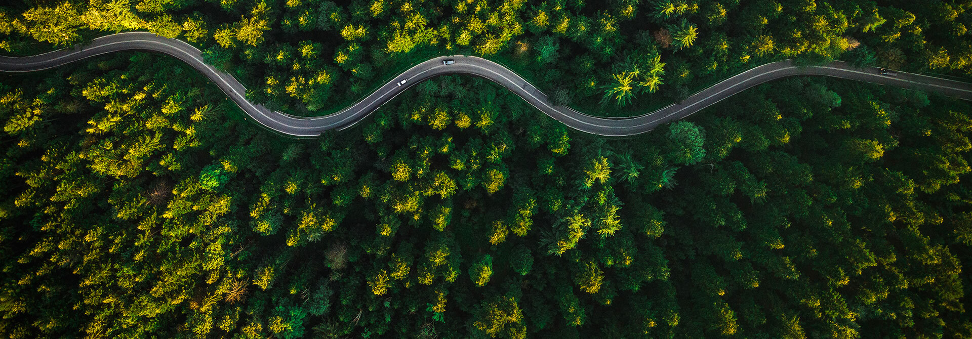 A road curves through a pine forrest
